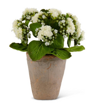 Load image into Gallery viewer, 9.5 INCH WHITE KALANCHOE IN DISTRESSED CLAY POT