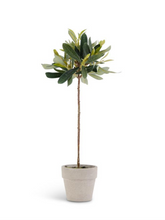 Load image into Gallery viewer, Olive Topiary, 11&quot;
