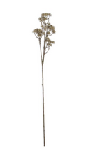 Load image into Gallery viewer, 33 INCH NATURAL ARALIA STEM
