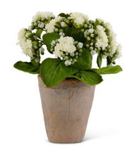 Load image into Gallery viewer, 9.5 INCH WHITE KALANCHOE IN DISTRESSED CLAY POT
