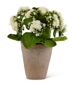 9.5 INCH WHITE KALANCHOE IN DISTRESSED CLAY POT