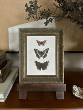 Load image into Gallery viewer, Framed Three Butterflies Print
