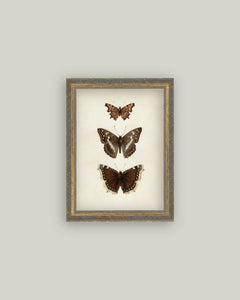 Framed Three Butterflies Print