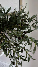 Load and play video in Gallery viewer, 42 INCH OLIVE LEAF SPRAY
