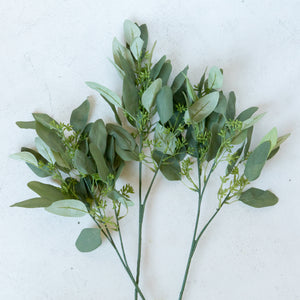 Eucalyptus Stem with Seeds