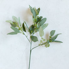 Load image into Gallery viewer, Eucalyptus Stem with Seeds
