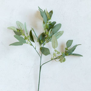 Eucalyptus Stem with Seeds