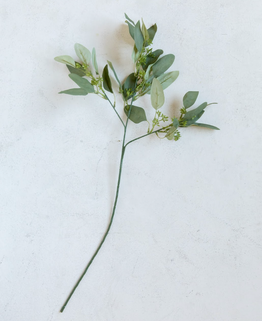 Eucalyptus Stem with Seeds