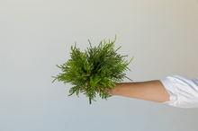 Load image into Gallery viewer, Fern Bush Bundle
